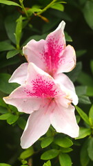 Close-up of a delicate light pink blooming flower with soft petals in a garden