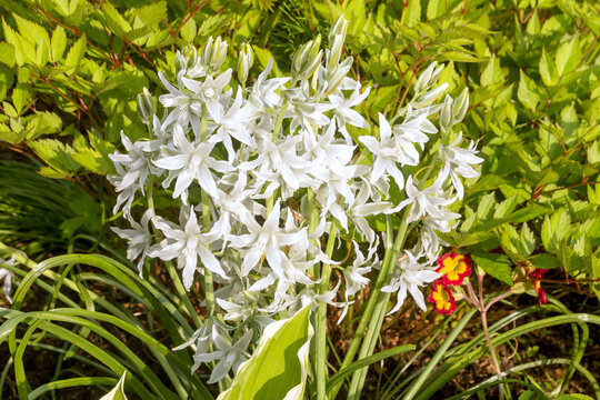 A flowering perennial bush of the bulbous spring Pushkinia, a member of the Asparagus family.