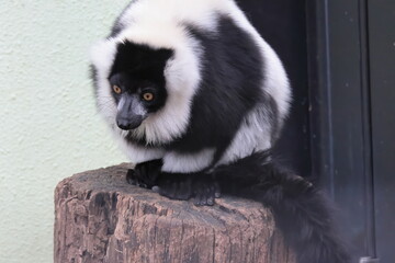 Fototapeta premium エリマキキツネザル