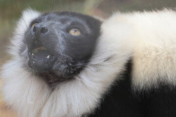 Fototapeta premium エリマキキツネザル