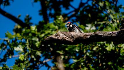 woodpecker