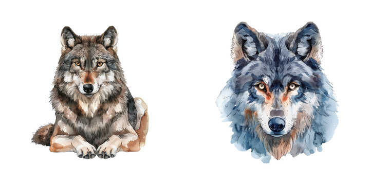 wolf watercolor vector illustration