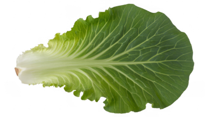 Fresh green lettuce leaf vegetable isolated on a transparent background