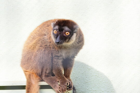 ブラウンキツネザル