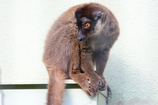 ブラウンキツネザル