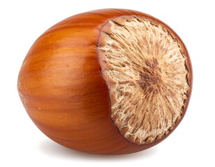 Single hazelnut. Round, tan shell with a brown nut visible at base against a white background and soft shadows