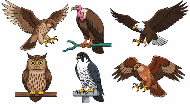 Set of vector illustrations depicting various birds of prey in flight and perched on branches and stands