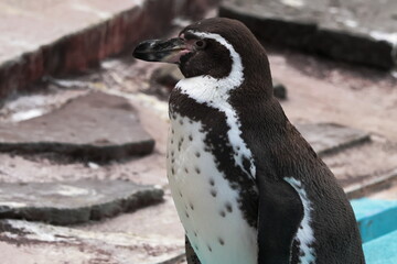 Obraz premium フンボルトペンギン