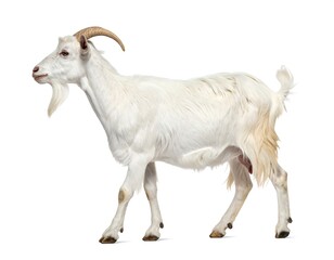 Obraz premium Elegant White Goat Walking Isolated on White Background.