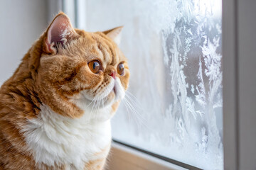 Obraz premium 窓に広がる氷の結晶を見つめ、冬の静寂の中で佇むエキゾチックショートヘア / An Exotic Shorthair Cat Gazing at Ice Crystals on a Frosty Window in the Quiet of Winter