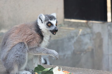Fototapeta premium ワオキツネザル