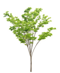 ケヤキ　4月撮影　樹高370cm