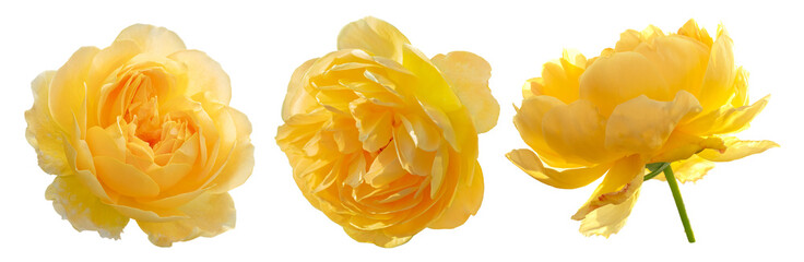 Beautiful yellow rose bush growing in the garden. Beautiful yellow rose isolated 