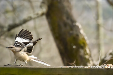 Birds in January in Birmingham, Alabama - Mockingbird