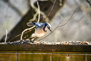 Birds in January in Birmingham, Alabama - Blue Jay