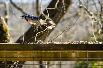 Birds in January in Birmingham, Alabama - Blue Jay