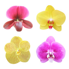 Collection of orchid isolated on white background