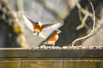 Birds in January in Birmingham, Alabama - Bluebirds