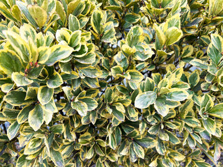 色鮮やかなマサキ