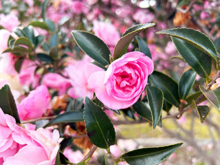 ピンク色のサザンカ