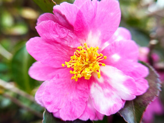 サザンカのアップ