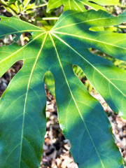 ヤツデのアップ