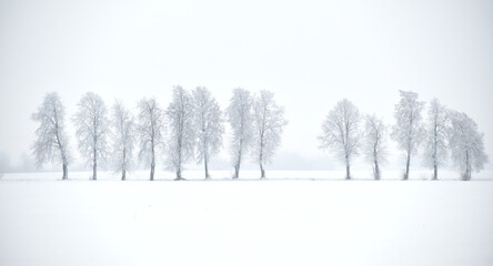 Line Of Frosty Trees In A Quiet Winter Landscape With Snow And Mist