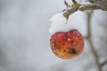 Single frozen apple with snow on a branch in winter, close-up shot