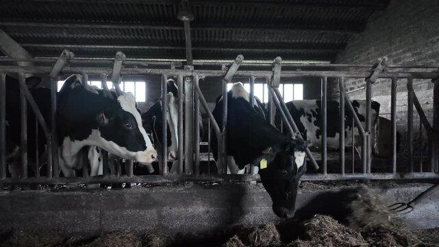 Slow motion footage of Holstein cattle feeding on straw inside a winter barn environment.