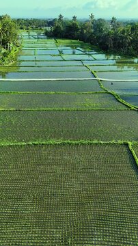 Aerial drone flight glides over freshly planted rice terraces in Ubud Bali, vibrant green young paddies stretch in geometric patterns serene tropical subak farming landscape 4K vertical video footage