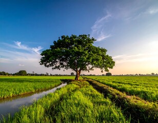 Fototapeta premium Solitary, leafy tree amidst vibrant rice fields under a sunny, cloud-streaked sky
