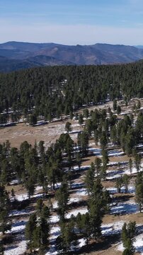 Vertical video from drone flying over mountain cedar forest. Altai republic.