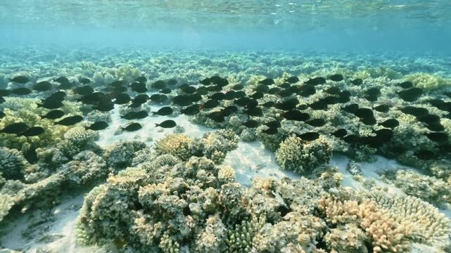 Underwater coral field with sailfin tang school in clear blue water