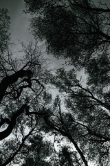 silhouette of a tree in the forest