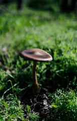 mushroom in the woods