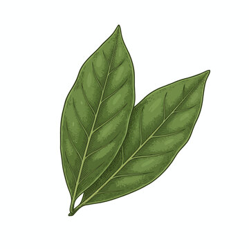 Two green oblong textured leaves illustrated on a white background