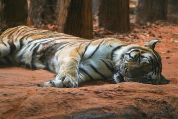 A beautiful white Bengal tiger with black stripes rests in its zoo habitat, showcasing the powerful nature of this large feline predator