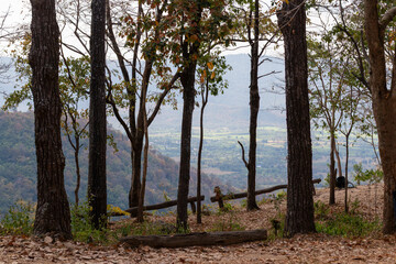 Scenic natural landscape of green pine trees in the forest under a blue summer sky with sunlight filtering through branches onto the grass