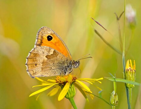 Gatekeeper butterfly on a yellow flower in natural habitat.