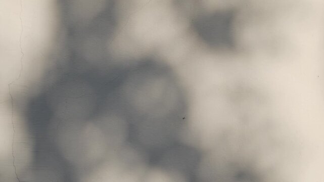 Zen Komorebi: Minimalist Tree Branch Shadow on Neutral Wall Background Serene and Tranquil Atmosphere