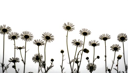 Obraz premium Silhouette of Daisies Against a Bright White Background.