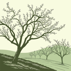 Obraz premium Fresh Orchard Branches Outline with Budding Blossoms