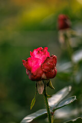 red rose in garden