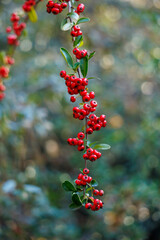 red berries on a bush