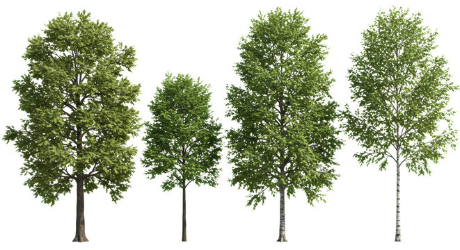 Four perfectly formed, healthy deciduous trees (oak, maple, beech, birch) in full summer foliage, isolated against a transparent background. Concept of ecological diversity and botany