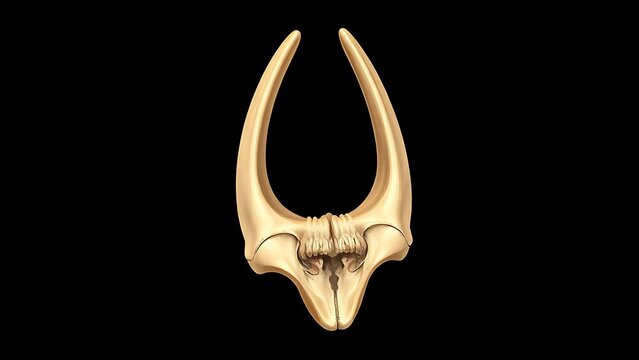 ostomy. Detailed medical illustration of the stapes bone, showcasing its delicate stirrup shape and intricate structure. STEM education sheets.