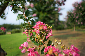 Obraz premium Vivid Pink Crape Myrtle Blossoms in a Summer Park in Japan