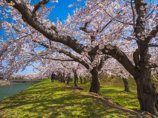 Fototapeta premium Old cherry trees stretching branches over the walking path and water (Hakodate, Hokkaido, Japan)