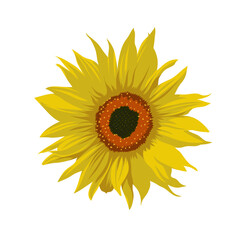 Naklejka premium sunflower isolated on white background