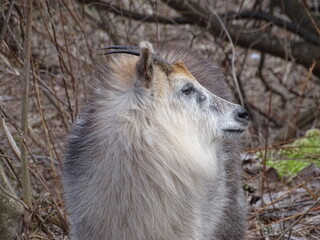 ニホンカモシカ